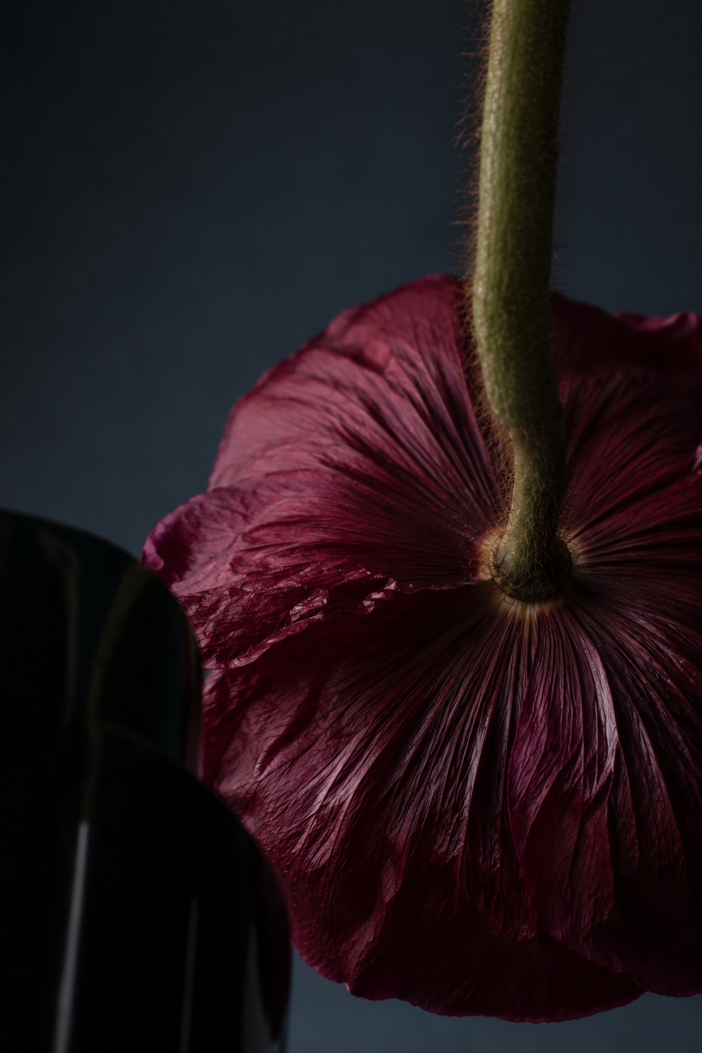 Deep burgundy poppy petals in soft daylight — Sorada performance haircare